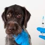 hands of vet with syringe for injection for dog